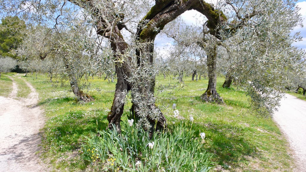 olive grove in Umbria in the spring