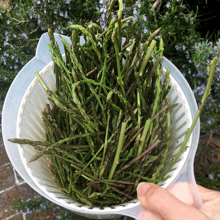 Italian wild asparagus